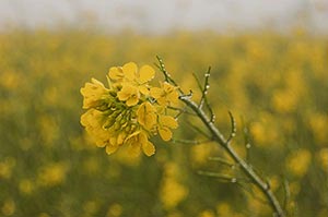 Agriculture ; Beauty In Nature ; Close-Up ; Color 