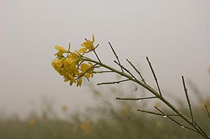 Agriculture ; Beauty In Nature ; Close-Up ; Color 