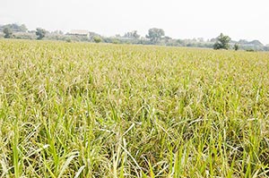 Absence ; Agriculture ; Close-Up ; Color Image ; C