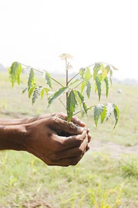 1 Person Only ; Adult Man ; Agriculture ; Beginnin