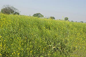 Absence ; Agriculture ; Beauty In Nature ; Color I