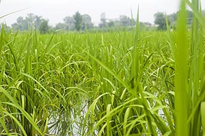 Agriculture ; Beauty In Nature ; Close-Up ; Color 