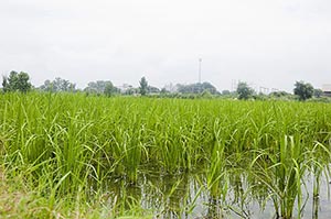 Agriculture ; Beauty In Nature ; Close-Up ; Color 