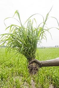 1 Person Only ; Adult Man ; Agriculture ; Close-Up