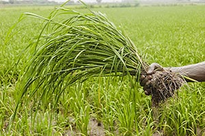 1 Person Only ; Adult Man ; Agriculture ; Close-Up