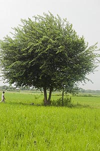 Absence ; Agriculture ; Color Image ; Crops ; Cult