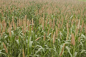 Absence ; Agriculture ; Background ; Beauty In Nat