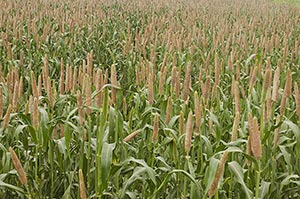 Absence ; Agriculture ; Background ; Beauty In Nat