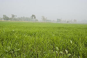 Absence ; Agriculture ; Beauty In Nature ; Color I