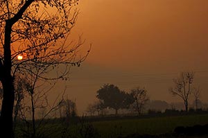 Absence ; Agriculture ; Beauty In Nature ; Branch 