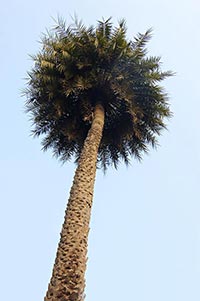 Coconut ; Color Image ; Day ; Growth ; Leaf ; Low 