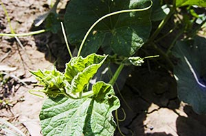 Agriculture ; Close-Up ; Color Image ; Creative Id