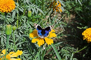 Animal Themes ; Animals ; Beauty In Nature ; Butte