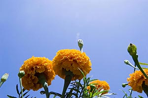 Close-Up ; Color Image ; Day ; Extreme ; Flower ; 