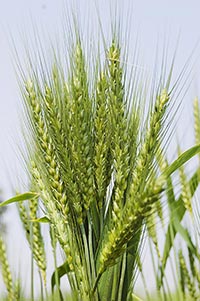 Agriculture ; Close-Up ; Color Image ; Crops ; Cul