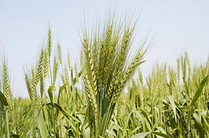 Agriculture ; Close-Up ; Color Image ; Crops ; Cul