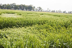 Absence ; Agriculture ; Beauty In Nature ; Color I