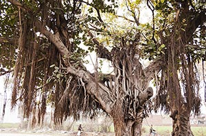 Absence ; Banyan Tree ; Branch ; Color Image ; Day