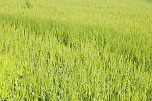 Absence ; Agriculture ; Background ; Beauty In Nat