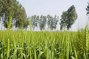 Absence ; Agriculture ; Close-Up ; Color Image ; C