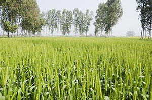 Absence ; Agriculture ; Close-Up ; Color Image ; C