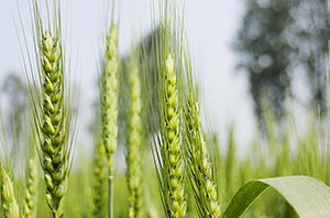 Agriculture ; Close-Up ; Color Image ; Crops ; Cul