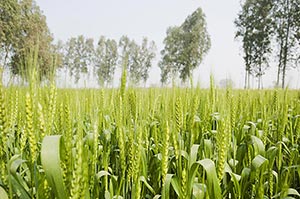 Absence ; Agriculture ; Close-Up ; Color Image ; C