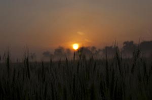 Absence ; Agriculture ; Beauty In Nature ; Close-U