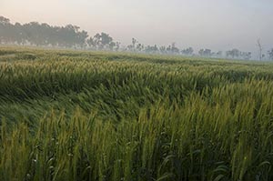 Absence ; Agriculture ; Beauty In Nature ; Color I