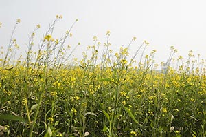 Absence ; Agriculture ; Beauty In Nature ; Color I