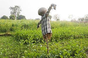 Absence ; Agriculture ; Anticipation ; Color Image