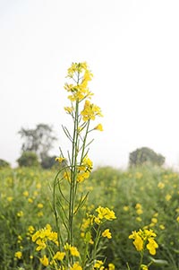 Absence ; Agriculture ; Beauty In Nature ; Close-U