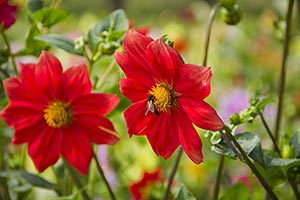 Animals ; Background ; Beauty In Nature ; Bee ; Bu