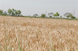 Absence ; Agriculture ; Close-Up ; Color Image ; C