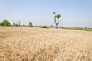 Absence ; Agriculture ; Close-Up ; Color Image ; C