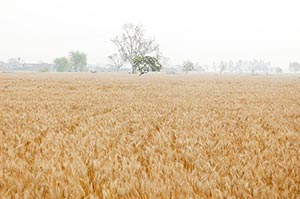 Absence ; Agriculture ; Color Image ; Crops ; Cult