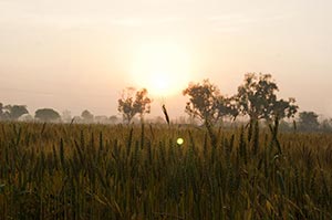 Absence ; Agriculture ; Beauty In Nature ; Color I