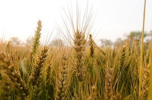 Absence ; Agriculture ; Close-Up ; Color Image ; C