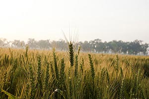 Absence ; Agriculture ; Close-Up ; Color Image ; C