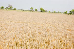 Absence ; Agriculture ; Color Image ; Crops ; Cult