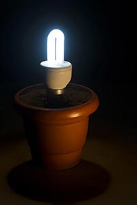 Beginning ; Bizarre ; Black Background ; Bulb ; Ca