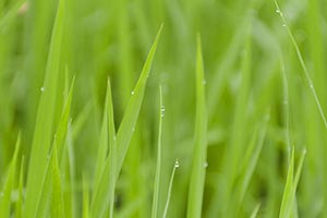 Agriculture ; Background ; Beauty In Nature ; Clos