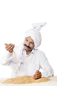 Rural Farmer Checking Wheat Grain