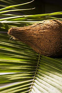 Background ; Close-Up ; Coconut ; Color Image ; Ex