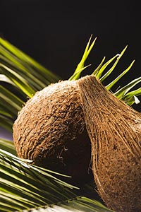 Black Background ; Close-Up ; Coconut ; Color Imag