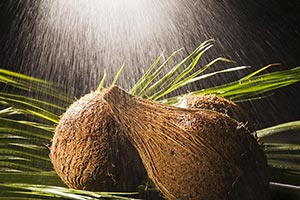 Background ; Close-Up ; Coconut ; Color Image ; Cr