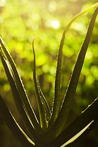 Abundance ; Aloe Vera ; Background ; Beauty ; Beau