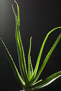 Abundance ; Aloe Vera ; Beauty ; Black background 