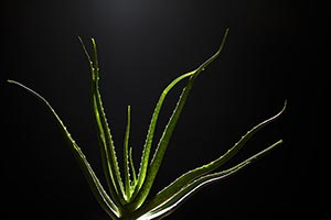 Abundance ; Aloe Vera ; Beauty ; Black background 