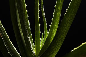 Abundance ; Aloe Vera ; Beauty ; Black background 